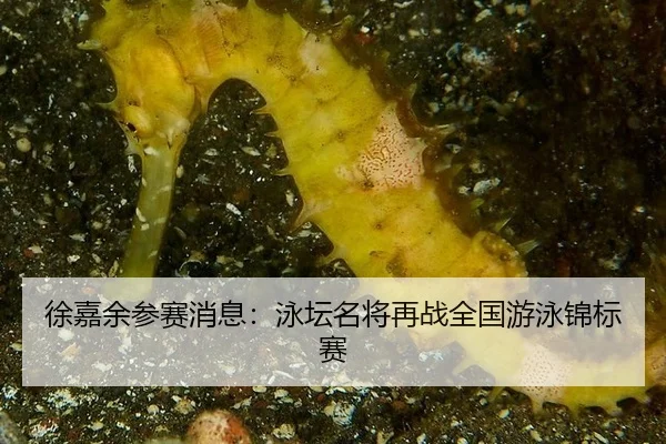 xu-jia-yu-can-sai-xiao-xi-yong-tan-ming-jiang-zai-zhan-quan-guo-you-yong-jin-biao-sai-2-363.jpg
